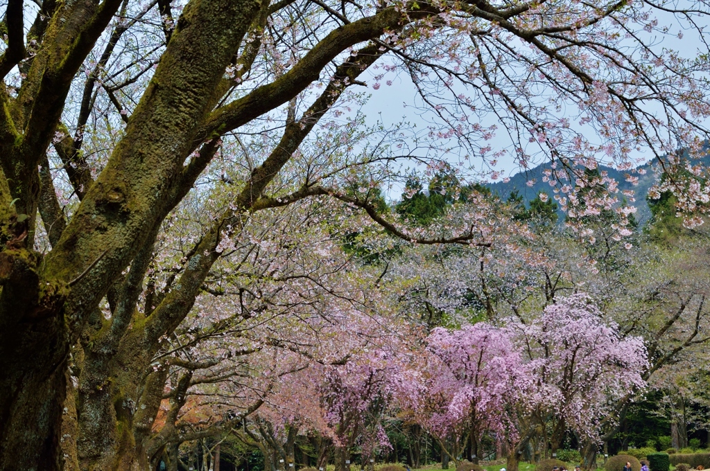 樹木公園
