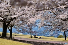 丘の上の桜