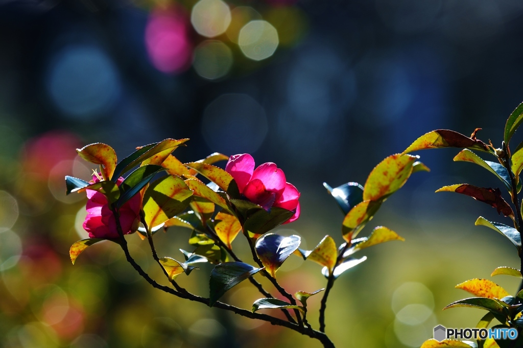 山茶花