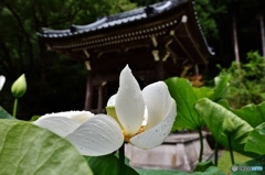 雨あがり