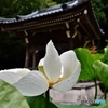 雨あがり