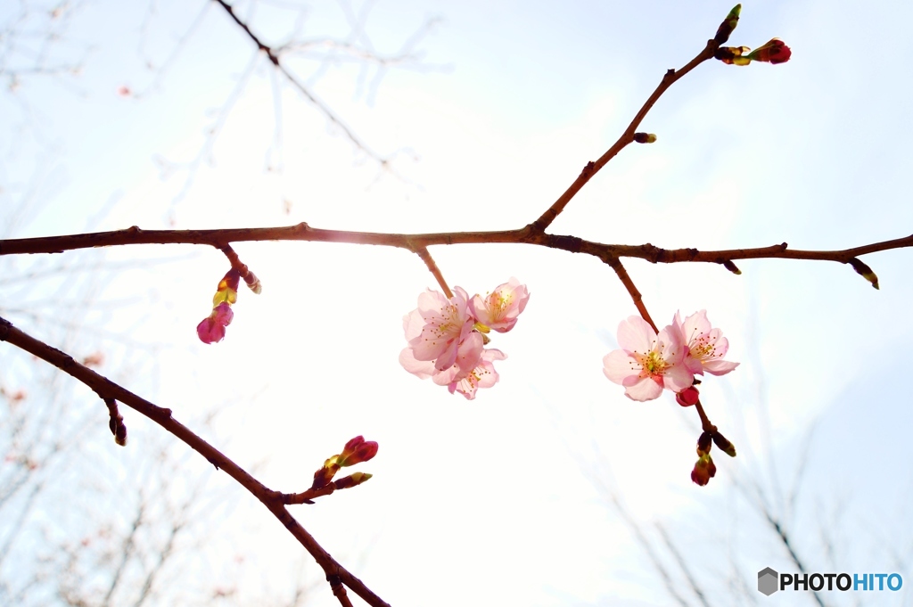 開花宣言