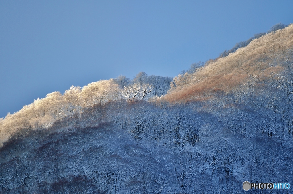 朝陽の樹