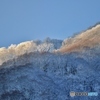朝陽の樹