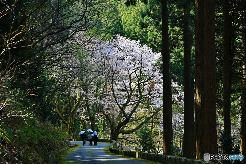 桜咲く