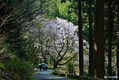 桜咲く