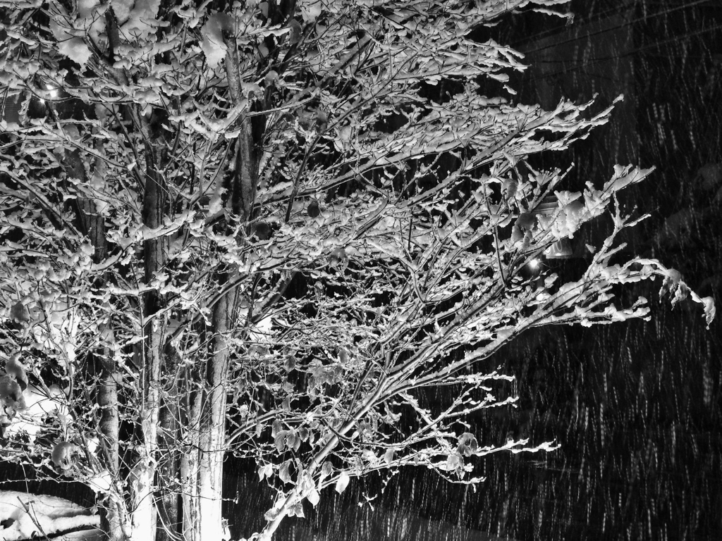 snow　shower