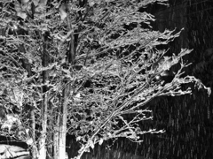 snow　shower