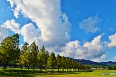 メタセコイア並木の風景