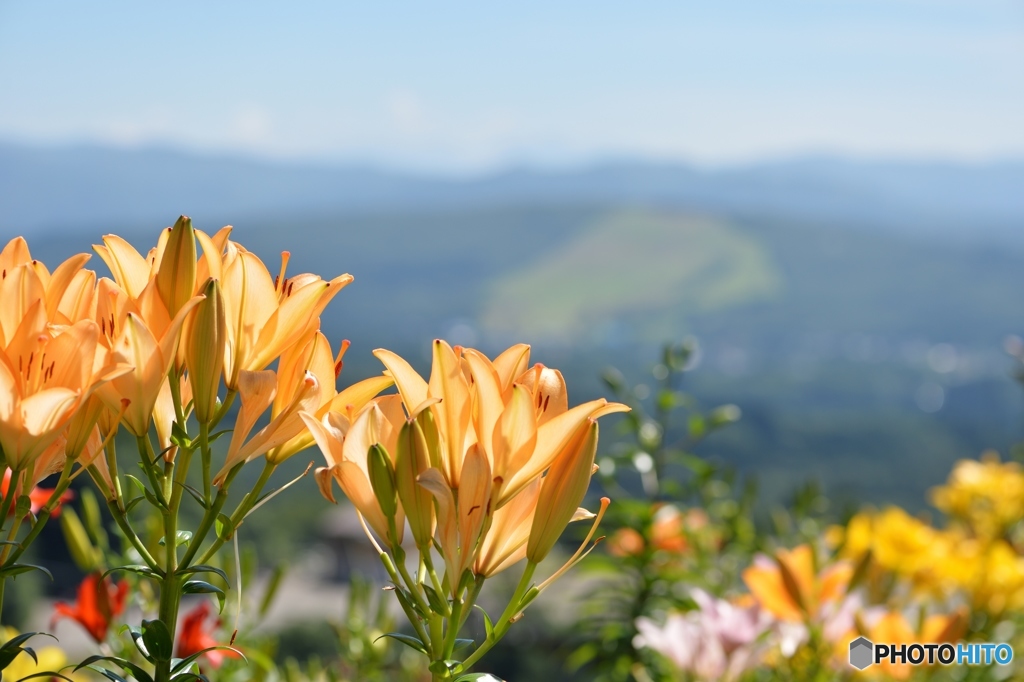 高原の花