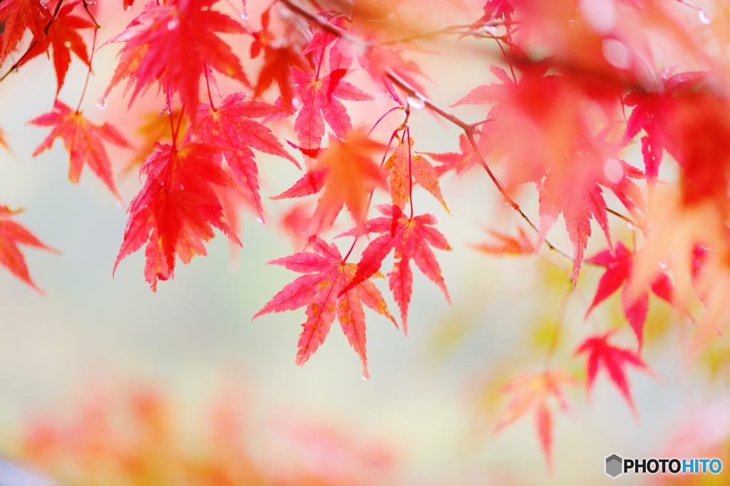 雨の紅葉