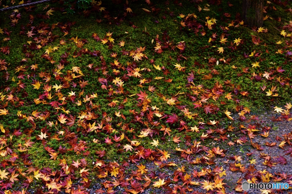 星屑の紅葉