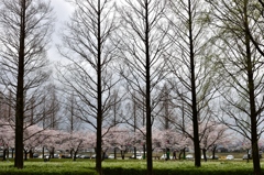 桜咲く