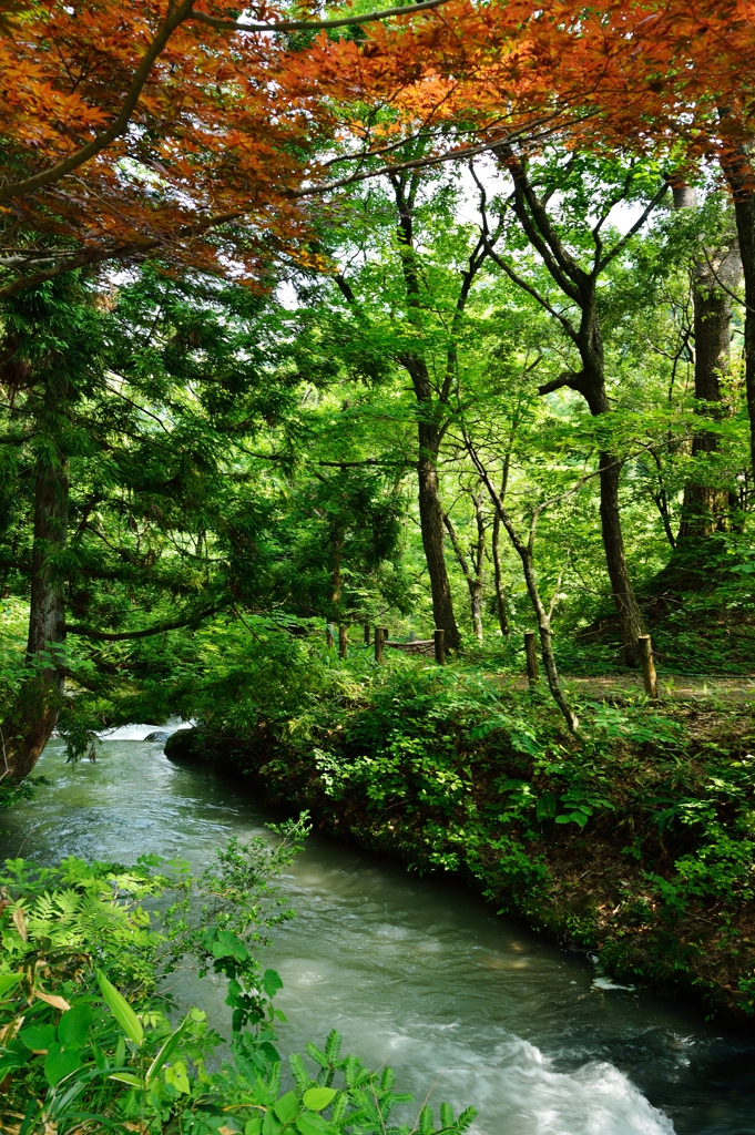 森の小川