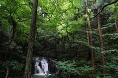 森の滝