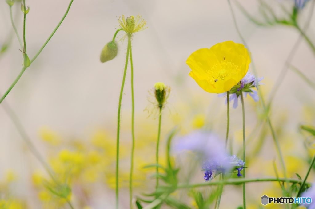 poppy