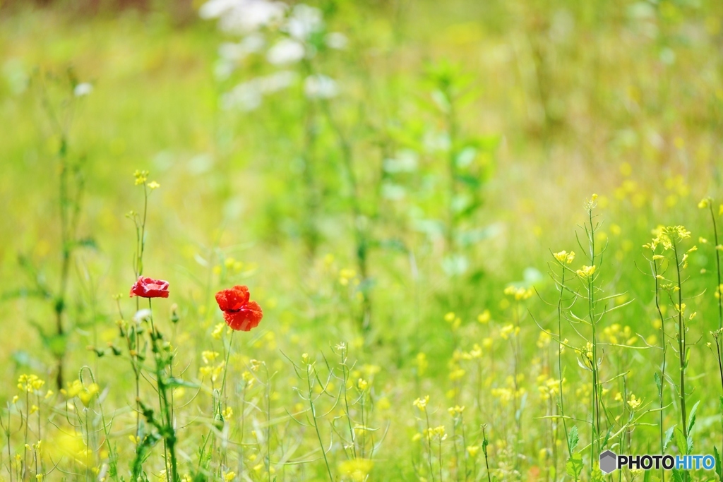 poppy