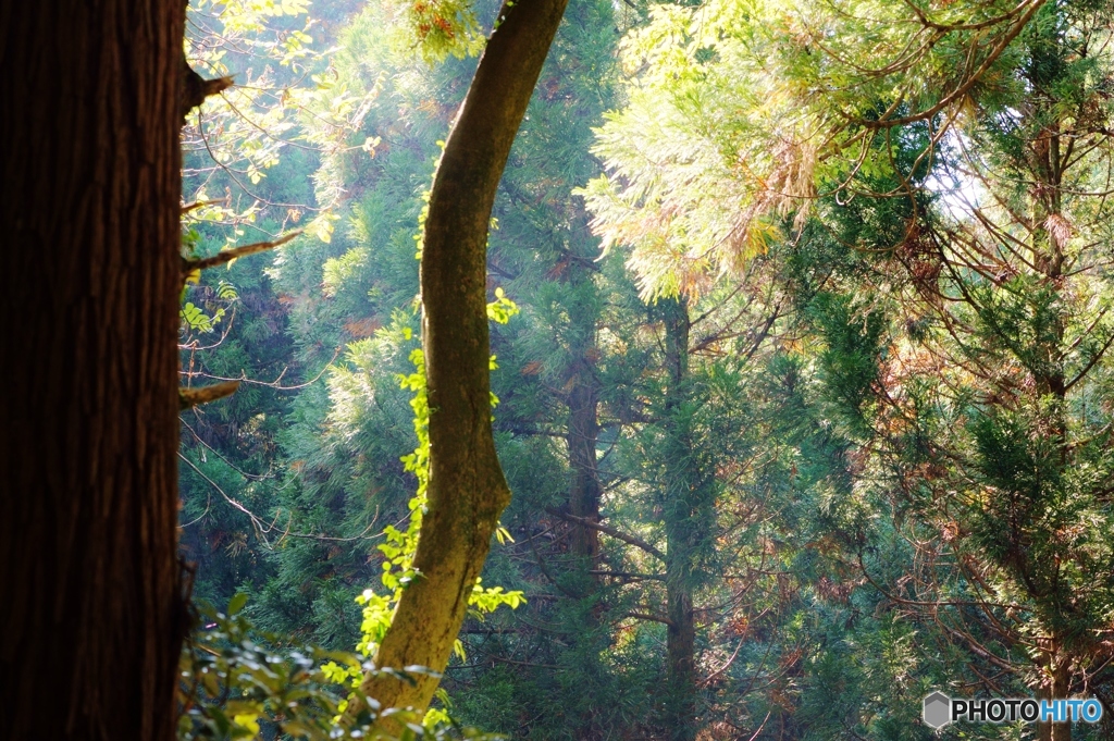 Nature　focus