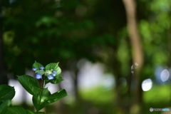 紫陽花