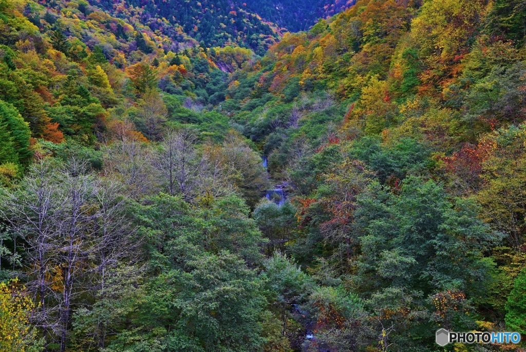 紅葉