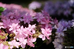 紫陽花