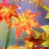 雨の色見草