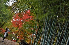 竹撮り物語