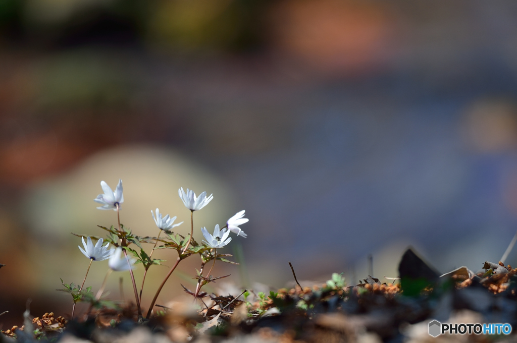 水辺の花