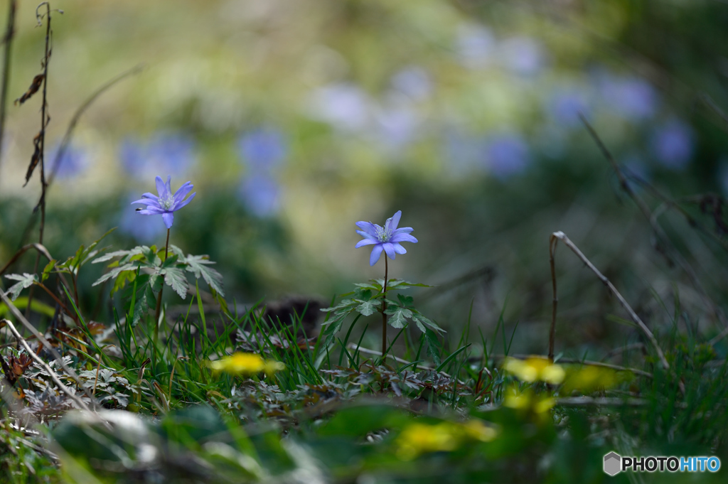 野に咲く花
