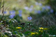 野に咲く花