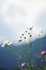 秋桜