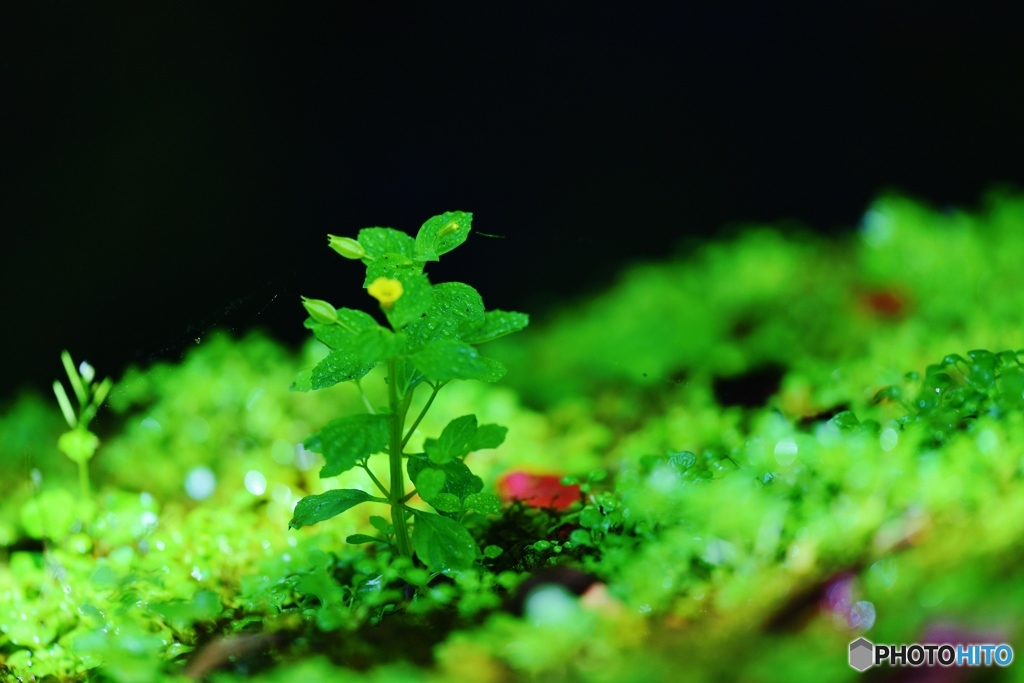 苔に咲く
