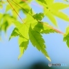 光