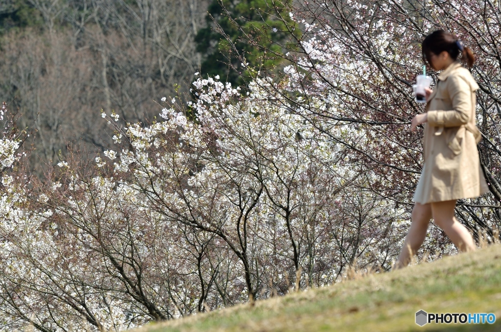 桜坂