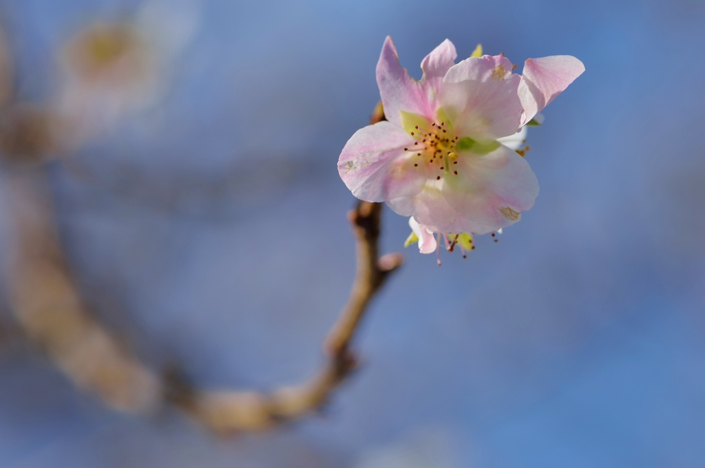 晩秋の桜