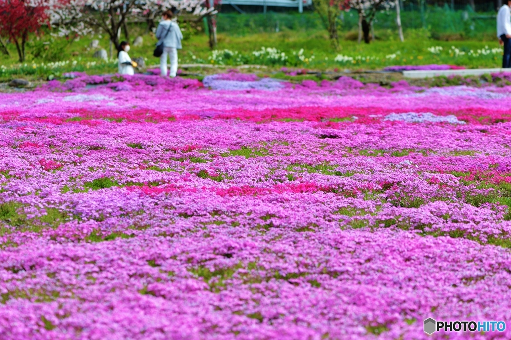 芝桜