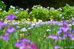紫陽花と菖蒲