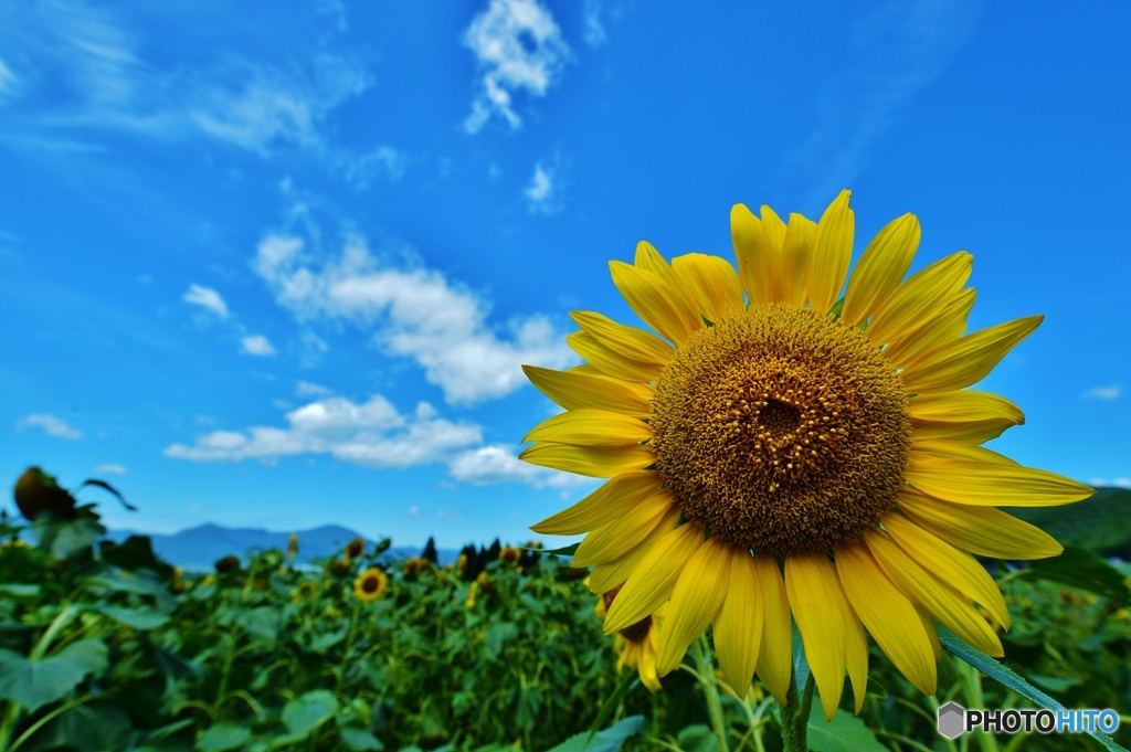 夏空