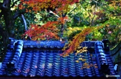 秋枯