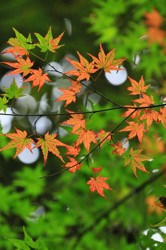 花鳥風月