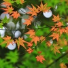 花鳥風月