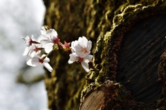 最後の開花