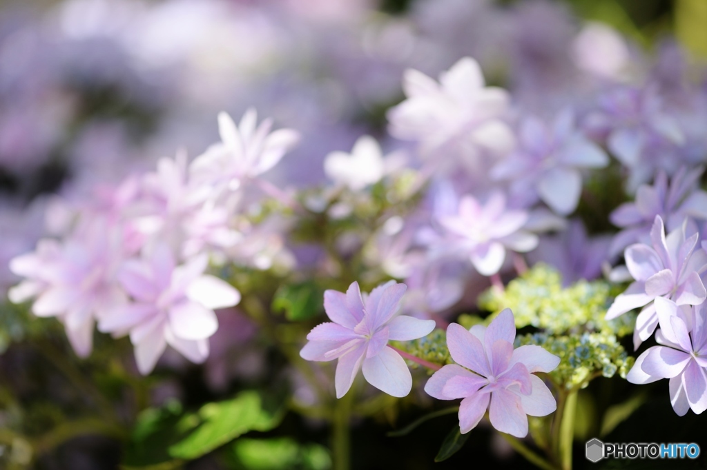 白い花は恋人の色　♫　♪