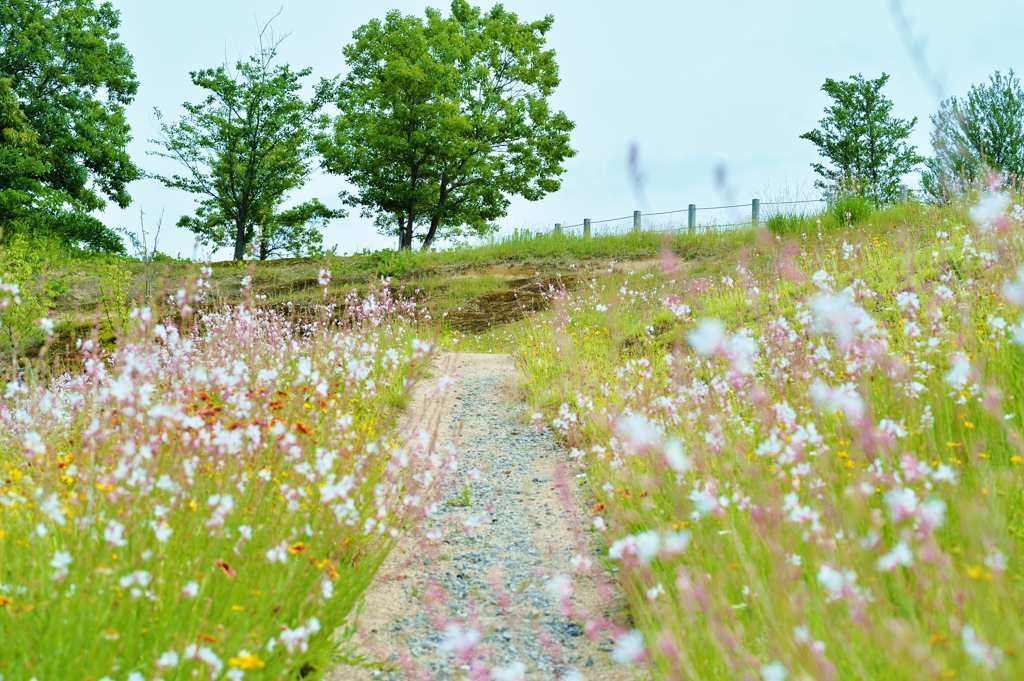 風の通る道