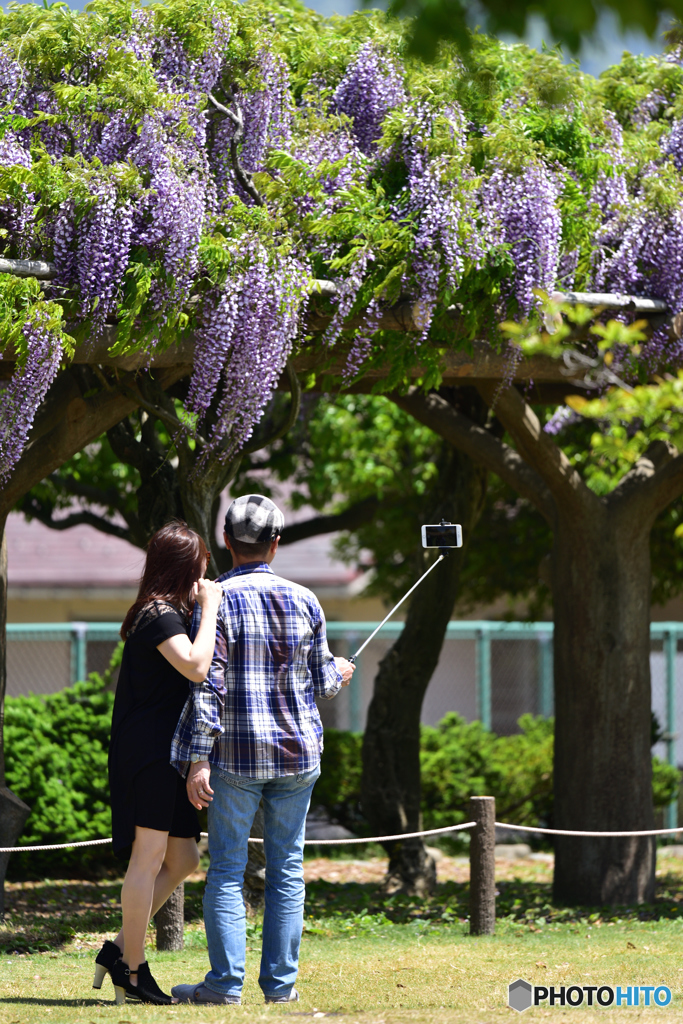 藤が写らないと思います！