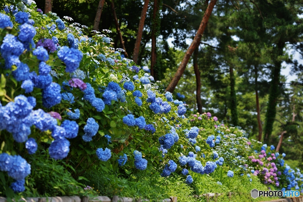 紫陽花