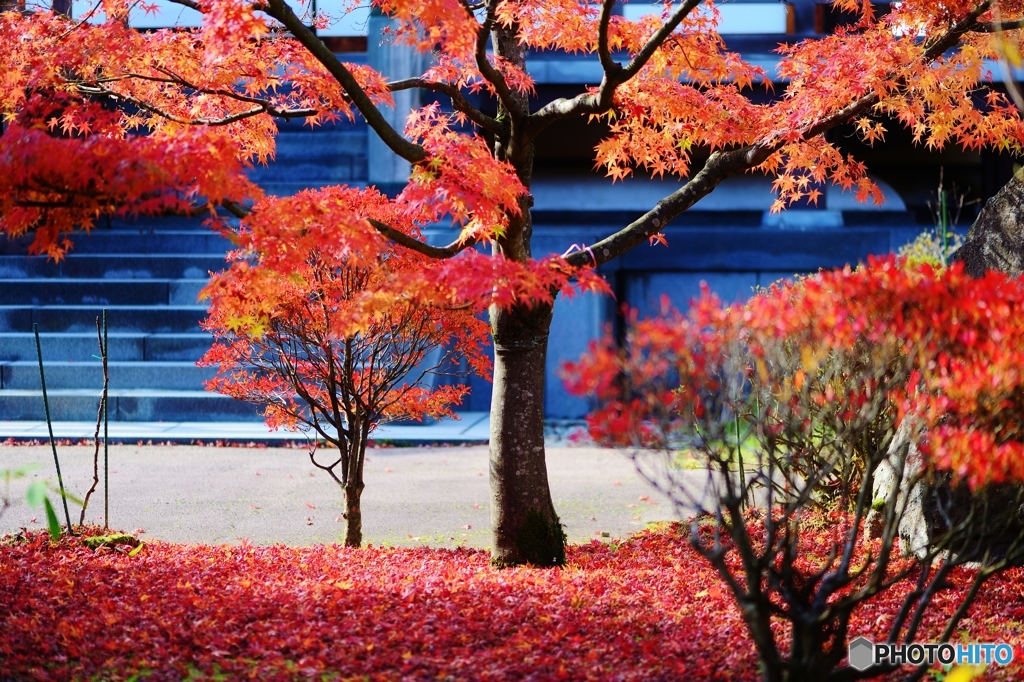 紅色