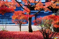 紅色