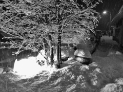 １月の雪