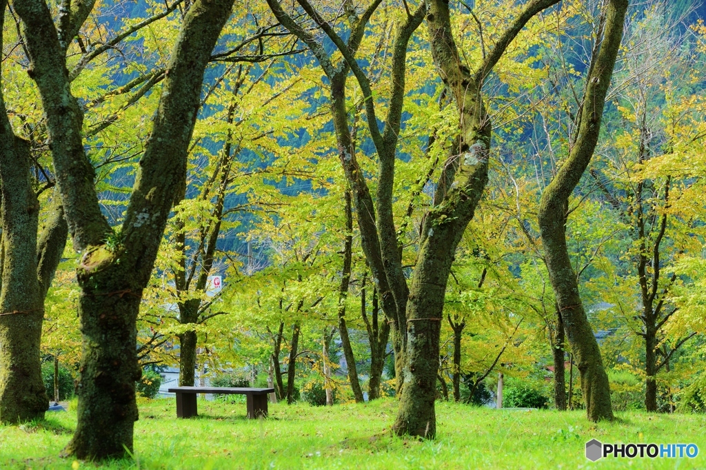 秋のベンチ